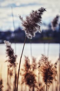 Close-up of flowering plant against lake during sunset