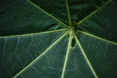 Close-up of wet plant leaves