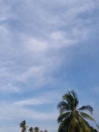 Low angle view of palm trees against blue sky