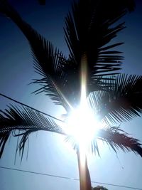 Low angle view of palm trees against blue sky