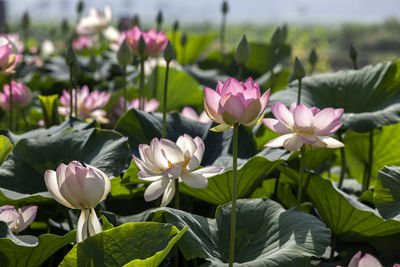 Close-up of pink lotus flowers blooming outdoors