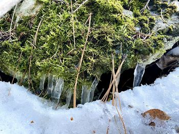 Snow covered plants by land during winter