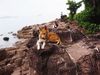 Portrait of a cat on rock