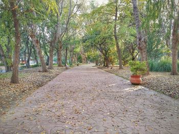 Walkway amidst trees during autumn