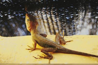 Close-up of lizard on water