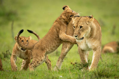 Cub leaning on lioness on hind legs