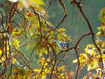 Birds on tree branch