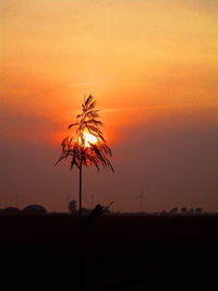 Silhouette palm tree against sky during sunset