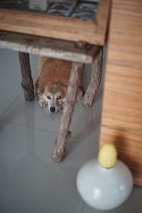 High angle portrait of dog on table