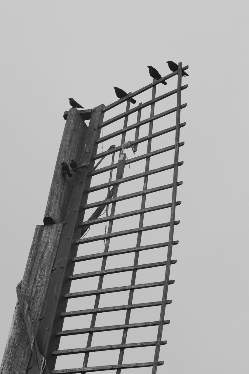 LOW ANGLE VIEW OF BIRD PERCHING ON POWER LINE