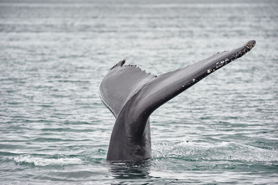 A whale submerging