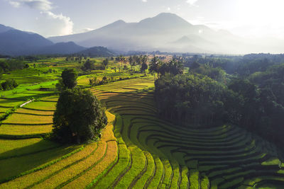 Scenic view of agricultural field against sky