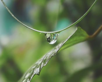 Close-up of raindrops on leaf