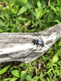 Close-up of insect on wood