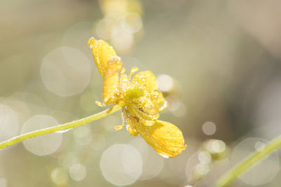 Close-up of wet yellow flower