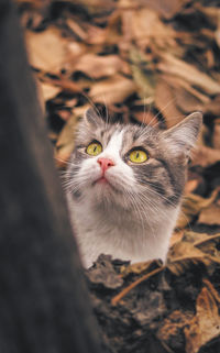 High angle portrait of cat