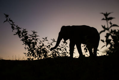 Silhouette of horse on field against sky during sunset