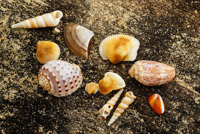 Close-up of seashells on field
