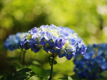 Close-up of purple flowers blooming outdoors