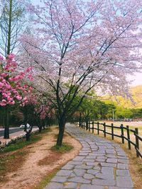 Flower trees by water against sky