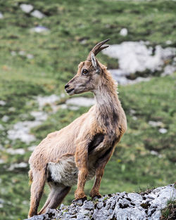 Low angle view of antelope standing on rock