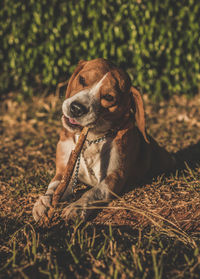 Close-up of dog sitting on grass