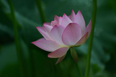 Close-up of raindrops on flower