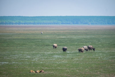 Horses grazing in a field