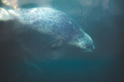 High angle view of aquatic mammal swimming in sea
