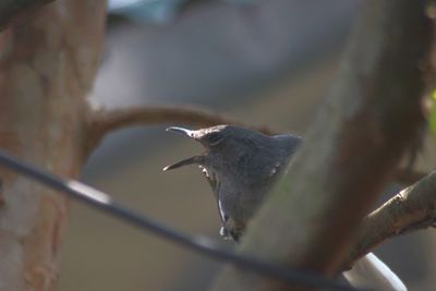 Low angle view of bird perching on branch