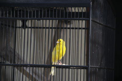 View of bird perching in cage