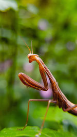 Close-up of insect