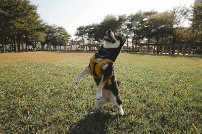 Dog on field in park