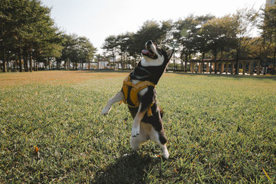 Dog on field in park