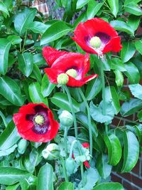 Close-up of red flowers