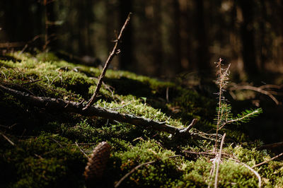 Close-up of plant growing on field