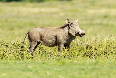 Warthog standing on grassy field