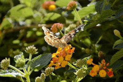 Close-up of yellow flowering plant