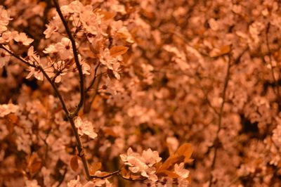 Close-up of fresh flowers blooming on tree