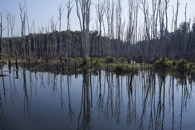 Scenic view of lake in forest