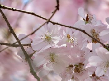 Close-up of pink cherry blossoms in spring