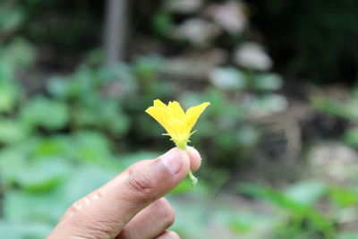 Close-up of hand holding yellow flower