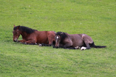 Side view of horses on grassy field