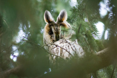 Long-eared owl or asio otus