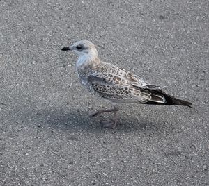 Close-up of bird on road