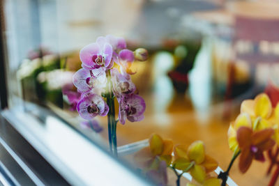 Close-up of purple flowering plant in vase