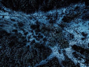 Full frame shot of pine trees during winter