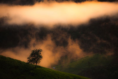 Scenic view of trees on field against sky at sunset