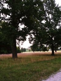 Trees on field against sky