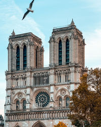Notre dame cathedral with bird